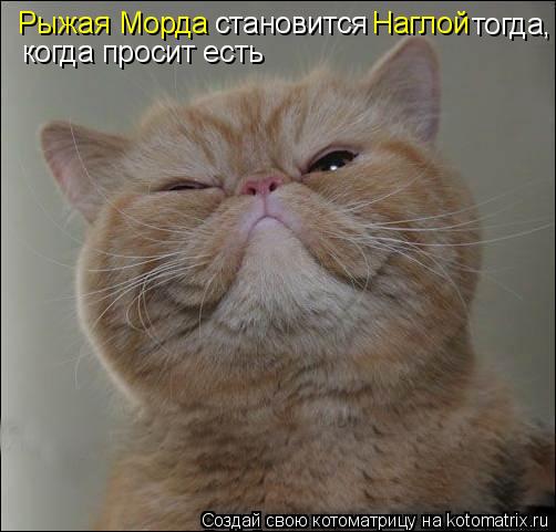 Котоматрица: Рыжая Морда  становится Наглой тогда, когда просит есть