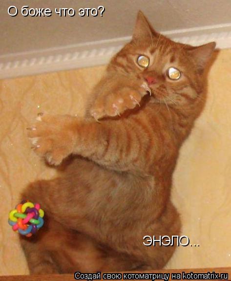 Котоматрица: О боже что это? ЭНЭЛО...