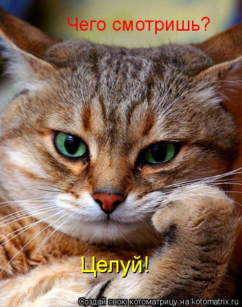 Котоматрица: Чего смотришь? Целуй!