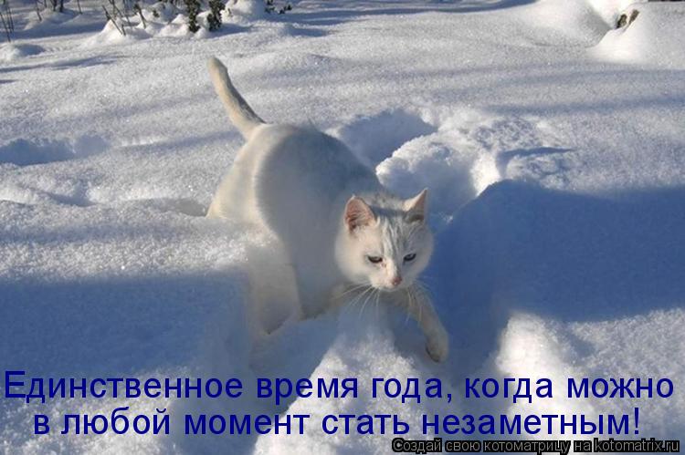 Котоматрица: в любой момент стать незаметным! Единственное время года, когда можно