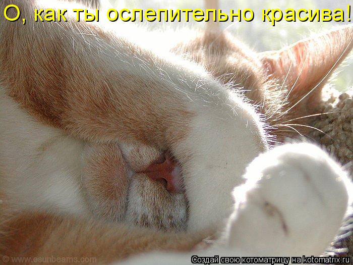 О, как ты ослепительно красива!... Котоматрица: О, как ты ослепительно красива!
