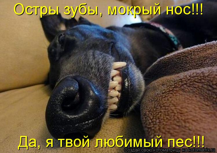 Остры зубы, мокрый нос!!! Да, я твой любимый пес!!!... Котоматрица: Остры зубы, мокрый нос!!! Да, я твой любимый пес!!!