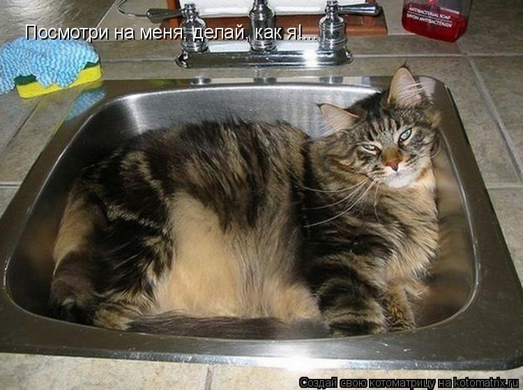 Посмотри на меня, делай, как я!...... Котоматрица: Посмотри на меня, делай, как я!...