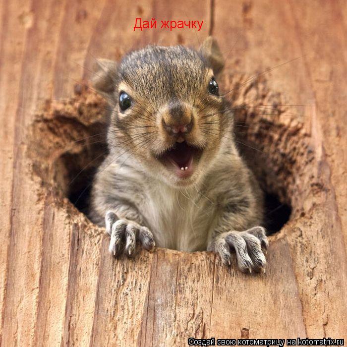 Дай жрачку... Котоматрица: Дай жрачку