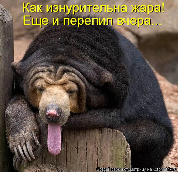 Как изнурительна жара! Еще и перепил вчера...... Котоматрица: Как изнурительна жара! Еще и перепил вчера...