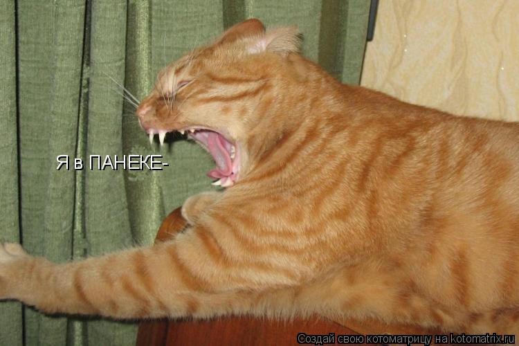 Я в ПАНЕКЕ-... Котоматрица: Я в ПАНЕКЕ-