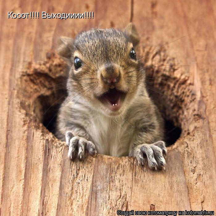Кооот!!!! Выходииии!!!!... Котоматрица: Кооот!!!! Выходииии!!!!