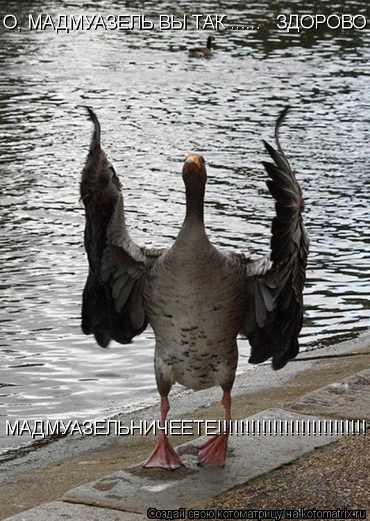 О, МАДМУАЗЕЛЬ ВЫ ТАК ...... ЗДОРОВО МАДМУАЗЕЛЬНИЧЕЕТЕ!!!!!!!!!!!!!!!!!!!!!!!!!!!... Котоматрица: О, МАДМУАЗЕЛЬ ВЫ ТАК ...... ЗДОРОВО МАДМУАЗЕЛЬНИЧЕЕТЕ!!!!!!!!!!!!!!!!!!!!!!!!!!!