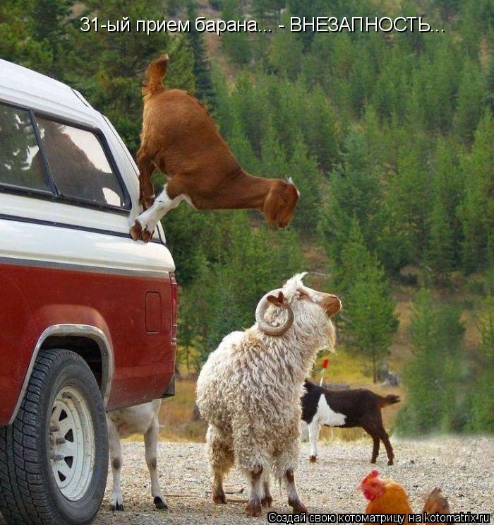 Котоматрица: 31-ый прием барана... - ВНЕЗАПНОСТЬ...