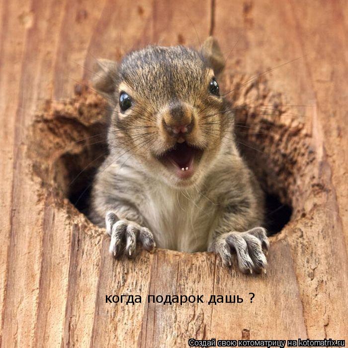 когда подарок дашь ?... Котоматрица: когда подарок дашь ?
