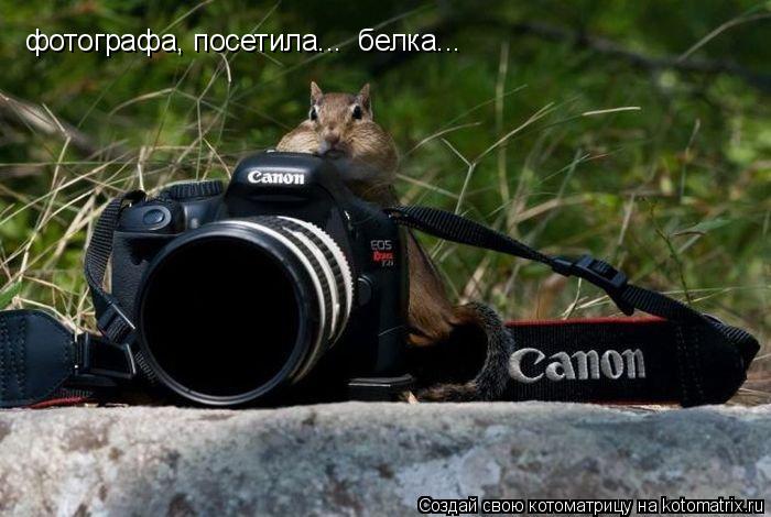 фотографа, посетила... белка...... Котоматрица: фотографа, посетила... белка...