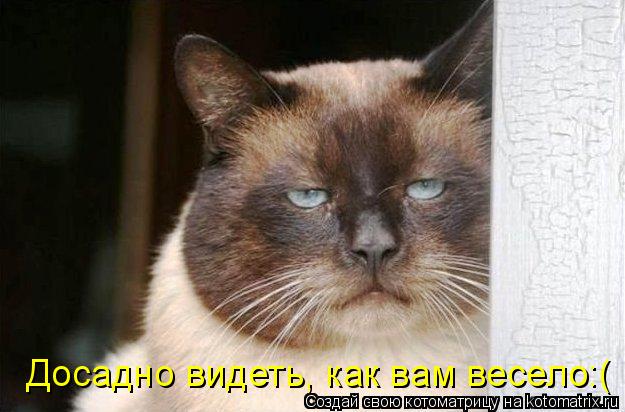 Котоматрица: Досадно видеть, как вам весело:(