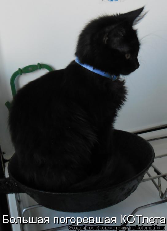 Котоматрица: Большая погоревшая КОТлета!