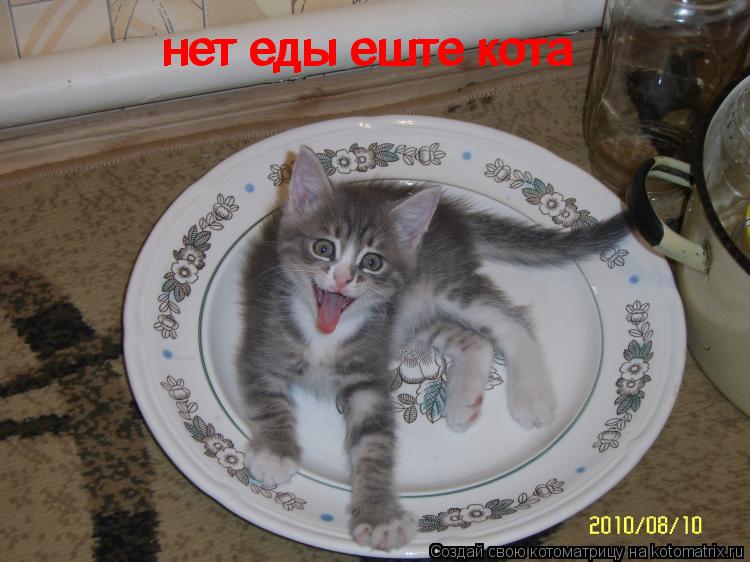 Котоматрица: нет еды еште кота нет еды еште кота