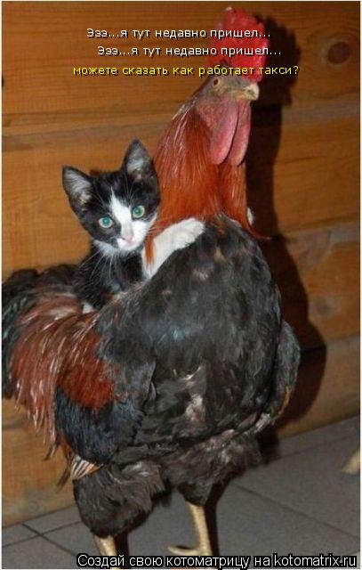 Котоматрица: Эээ...я тут недавно пришел... Эээ...я тут недавно пришел... можете сказать как работает такси?