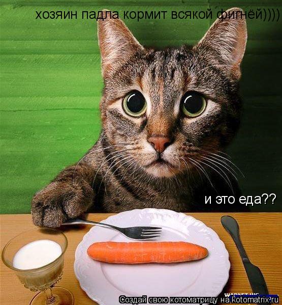 Котоматрица: хозяин падла кормит всякой фигнёй)))) и это еда??