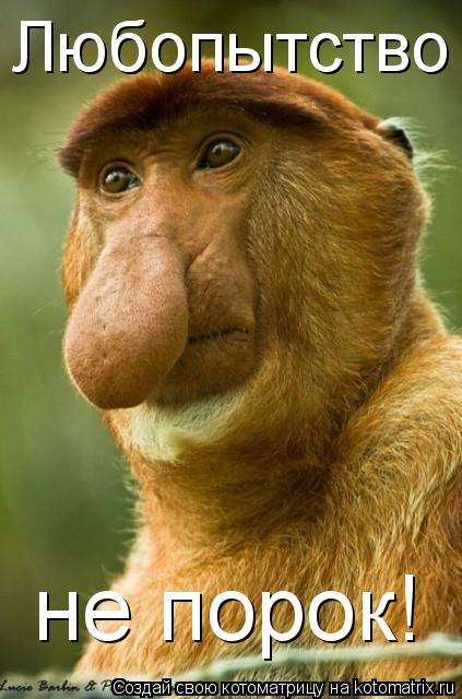 Котоматрица: не порок! Любопытство
