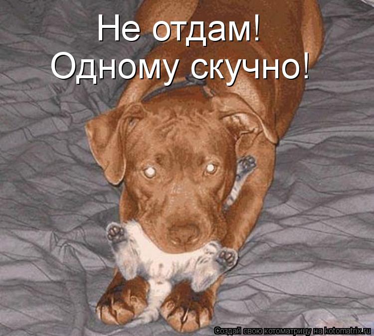 Не отдам! Одному скучно!... Котоматрица: Не отдам! Одному скучно!