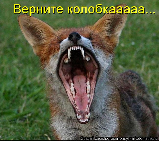 Котоматрица: Верните колобкааааа...