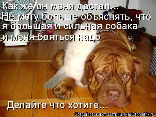 Котоматрица: Как же он меня достал... Не могу больше объяснять, что  я большая и сильная собака  и меня бояться надо Делайте что хотите...