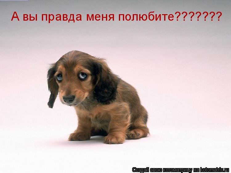 Котоматрица: А вы правда меня полюбите???????
