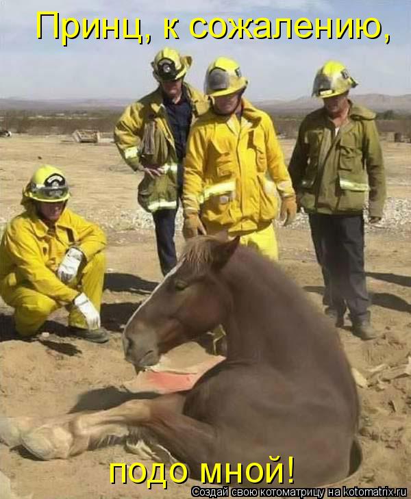 Котоматрица: Принц, к сожалению, подо мной!