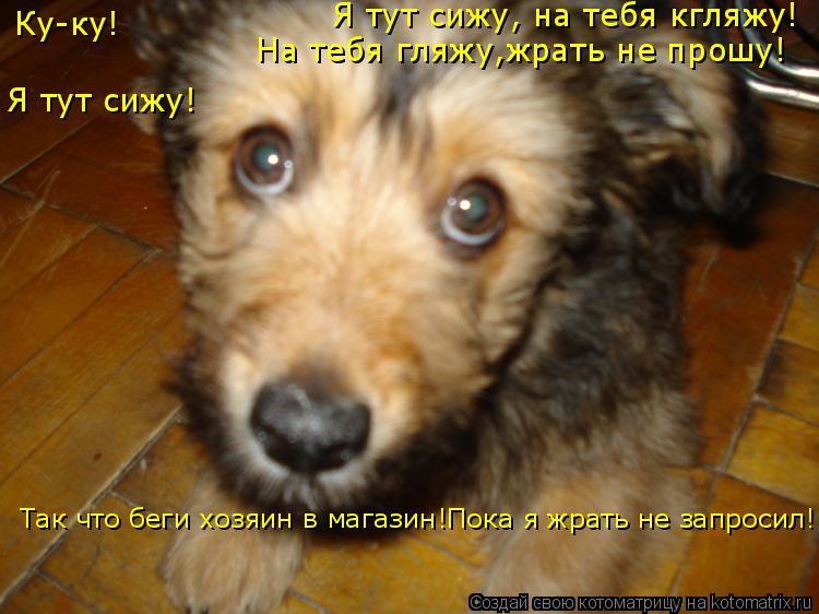 Котоматрица: Ку-ку! Я тут сижу! Я тут сижу, на тебя кгляжу! На тебя гляжу,жрать не прошу! Так что беги хозяин в магазин!Пока я жрать не запросил!