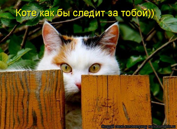 Котоматрица: Коте как бы следит за тобой))
