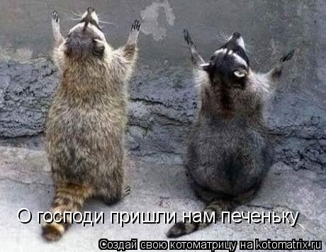 Котоматрица: О господи пришли нам печеньку