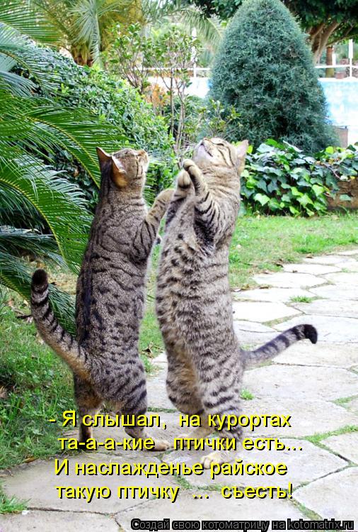 Котоматрица: такую птичку  ...  съесть! И наслажденье райское  та-а-а-кие   птички есть... - Я слышал,  на курортах