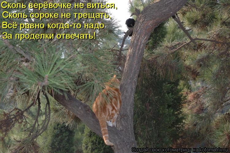 Котоматрица: Сколь сороке не трещать, Сколь верёвочке не виться, Всё равно когда-то надо За проделки отвечать!