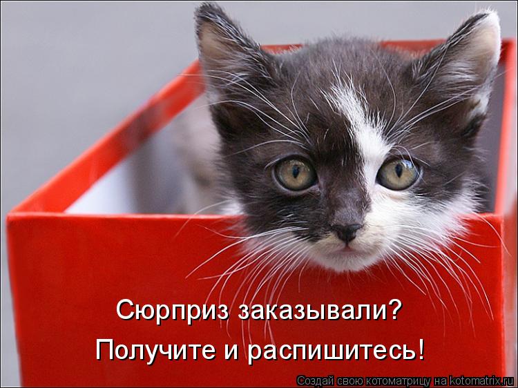 Котоматрица: Сюрприз заказывали? Получите и распишитесь!