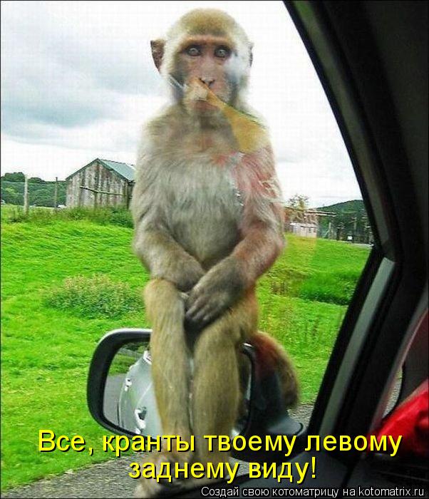 Котоматрица: Все, кранты твоему левому  заднему виду!