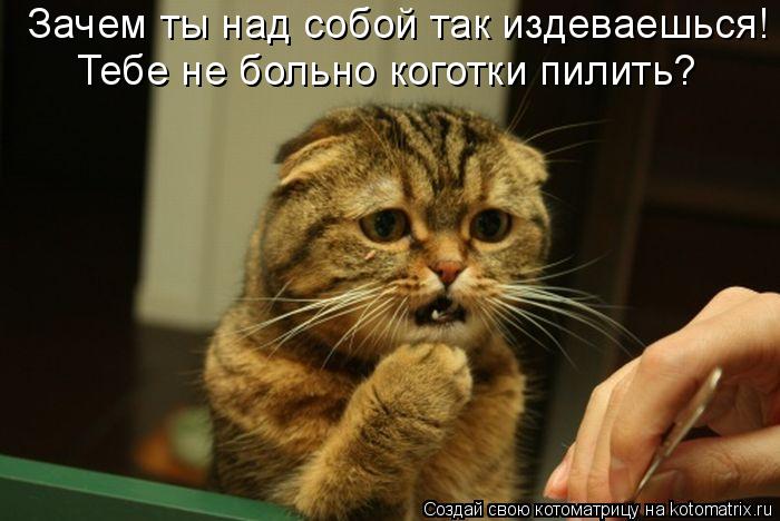 Котоматрица: Зачем ты над собой так издеваешься! Тебе не больно коготки пилить?