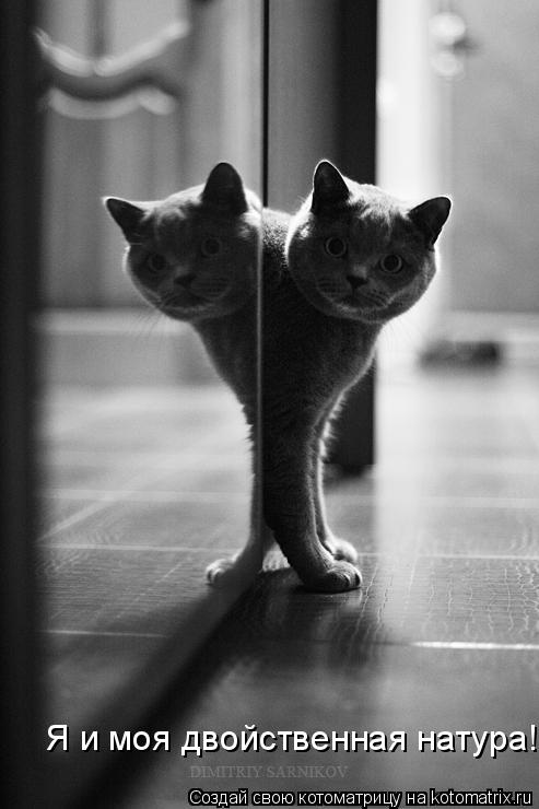 Котоматрица: Я и моя двойственная натура!