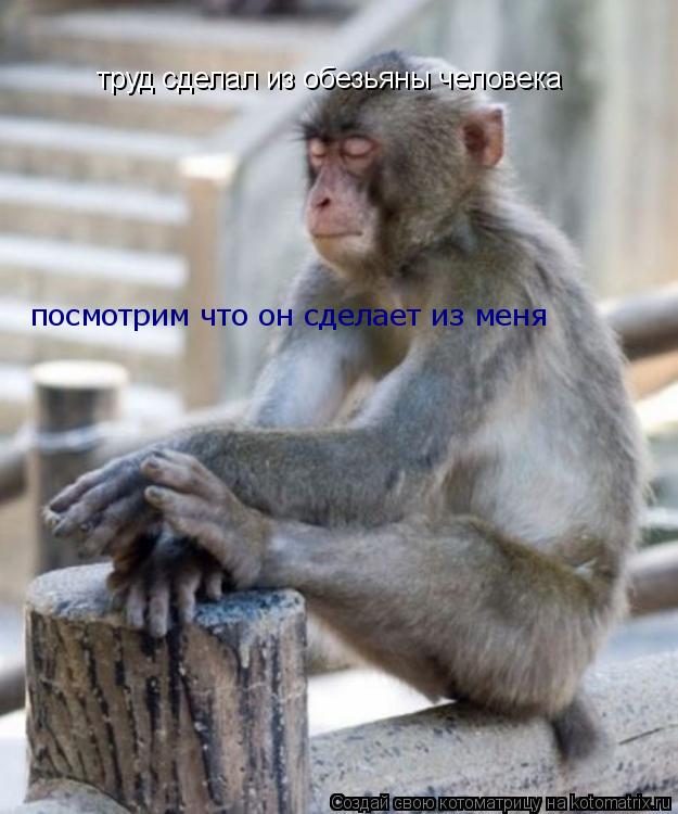 Котоматрица: труд сделал из обезьяны человека посмотрим что он сделает из меня