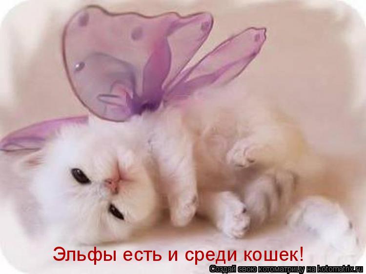 Котоматрица: Эльфы есть и среди кошек!