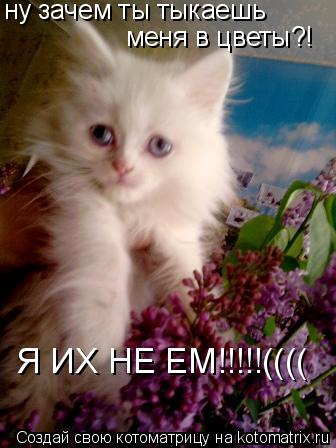 Котоматрица: ну зачем ты тыкаешь  меня в цветы?!  Я ИХ НЕ ЕМ!!!!!((((