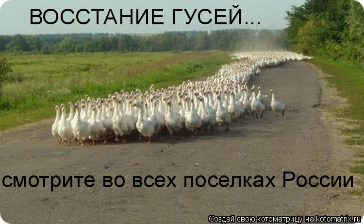 Котоматрица: ВОССТАНИЕ ГУСЕЙ... смотрите во всех поселках России