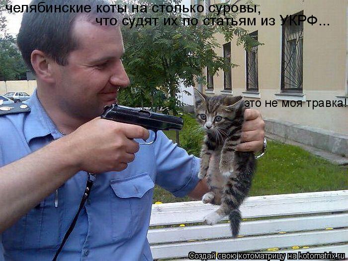 Котоматрица: челябинские коты на столько суровы , что судят их по статьям из УКРФ... это не моя травка!