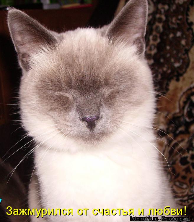 Котоматрица: Зажмурился от счастья и любви!