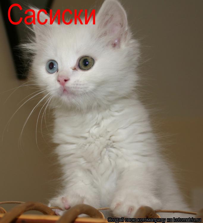 Котоматрица: Сасиски