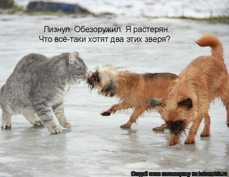 Лизнул. Обезоружил. Я растерян. Что всё-таки хотят два этих зверя?... Котоматрица: Лизнул. Обезоружил. Я растерян. Что всё-таки хотят два этих зверя?