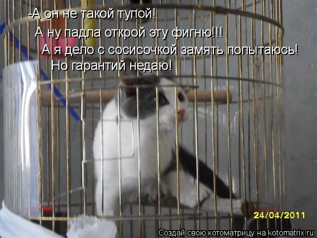 Котоматрица: -А он не такой тупой!  А ну падла открой эту фигню!!!  А я дело с сосисочкой замять попытаюсь!  Но гарантий недаю!
