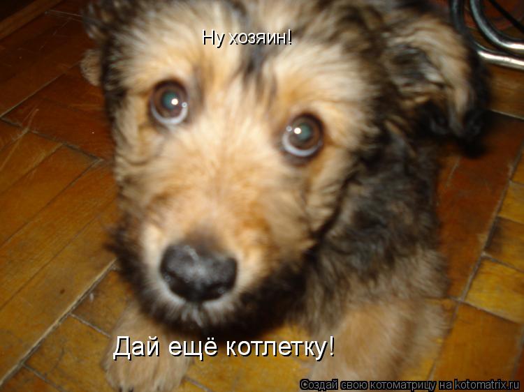 Котоматрица: Ну хозяин!   Дай ещё котлетку!  Дай ещё котлетку!