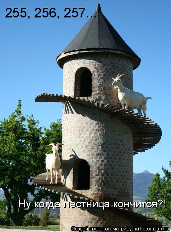 Котоматрица: 255, 256, 257... Ну когда лестница кончится?!