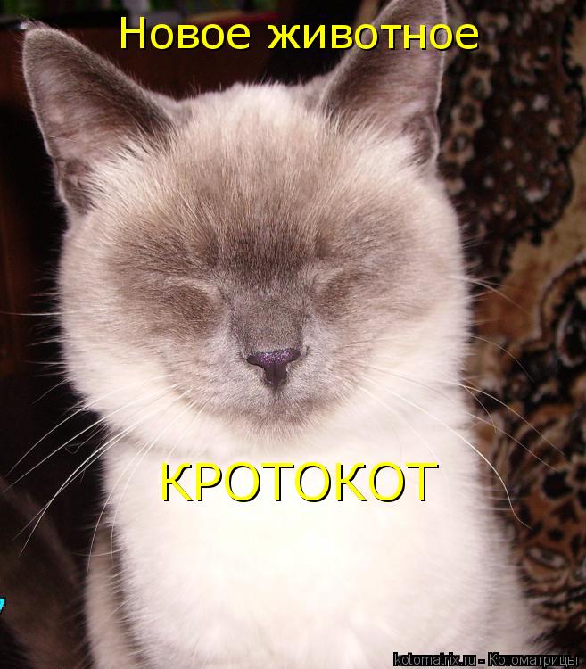 Котоматрица: Новое животное КРОТОКОТ