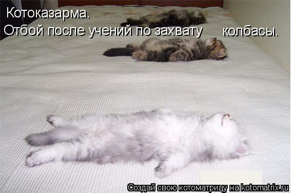 Котоматрица: Котоказарма. Отбой после учений по захвату  колбасы.
