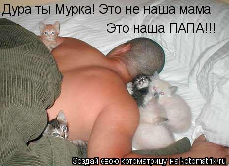 Котоматрица: Дура ты Мурка! Это не наша мама Это наша ПАПА!!!