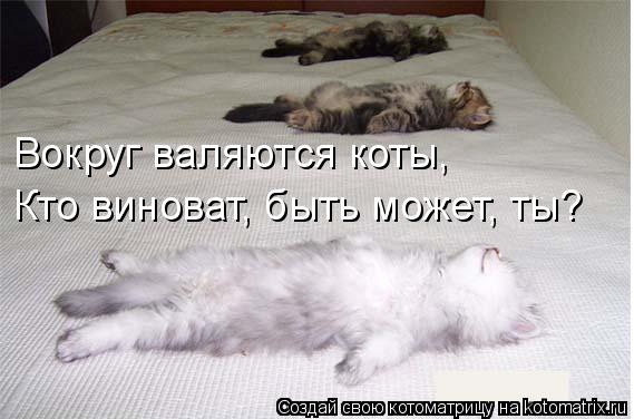 Котоматрица: Вокруг валяются коты, Кто виноват, быть может, ты?